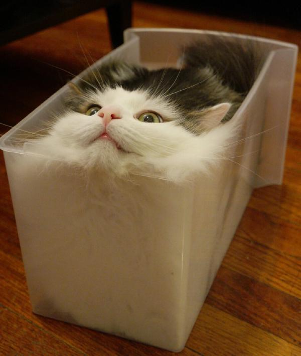 Кот наполнил контетом контейнер