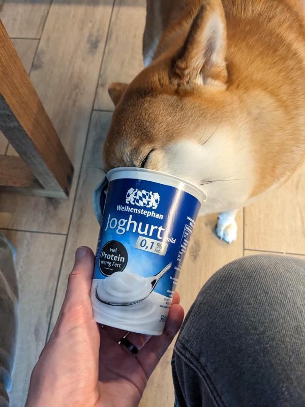 yogurt